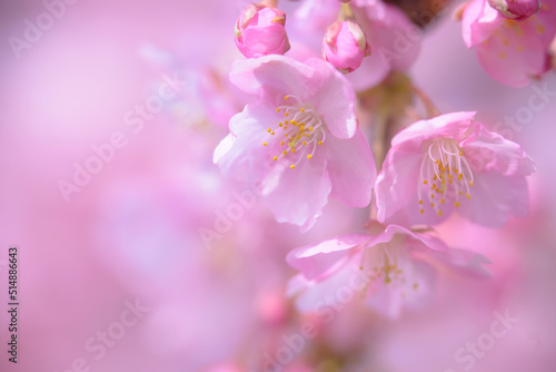 桜満開