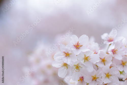 桜満開