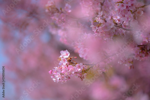 桜満開