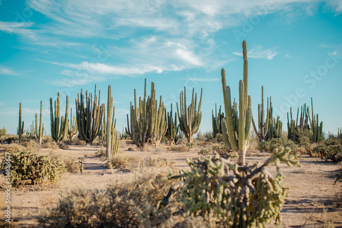 cactus en desierto de sonora 