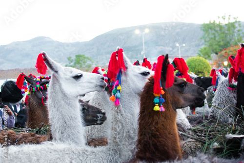 llama in the andes, holy week ayacucho, camelids in peru photo