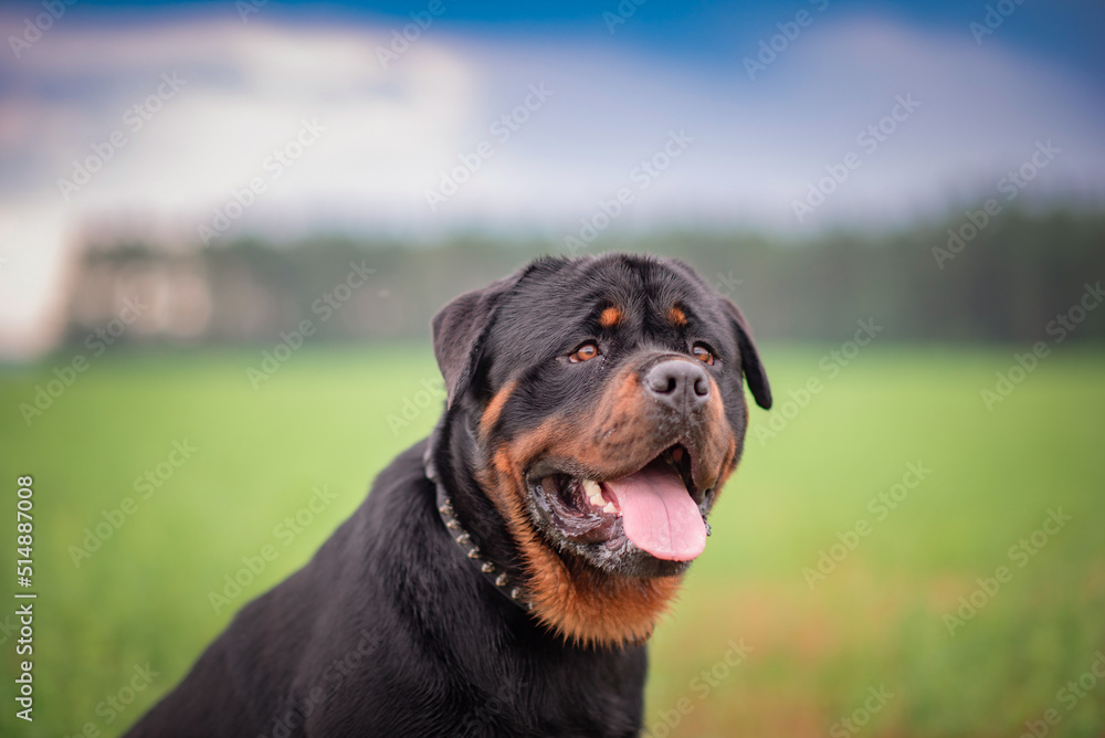 Obraz premium Portrait of a beautiful thoroughbred Rottweiler on a green field.