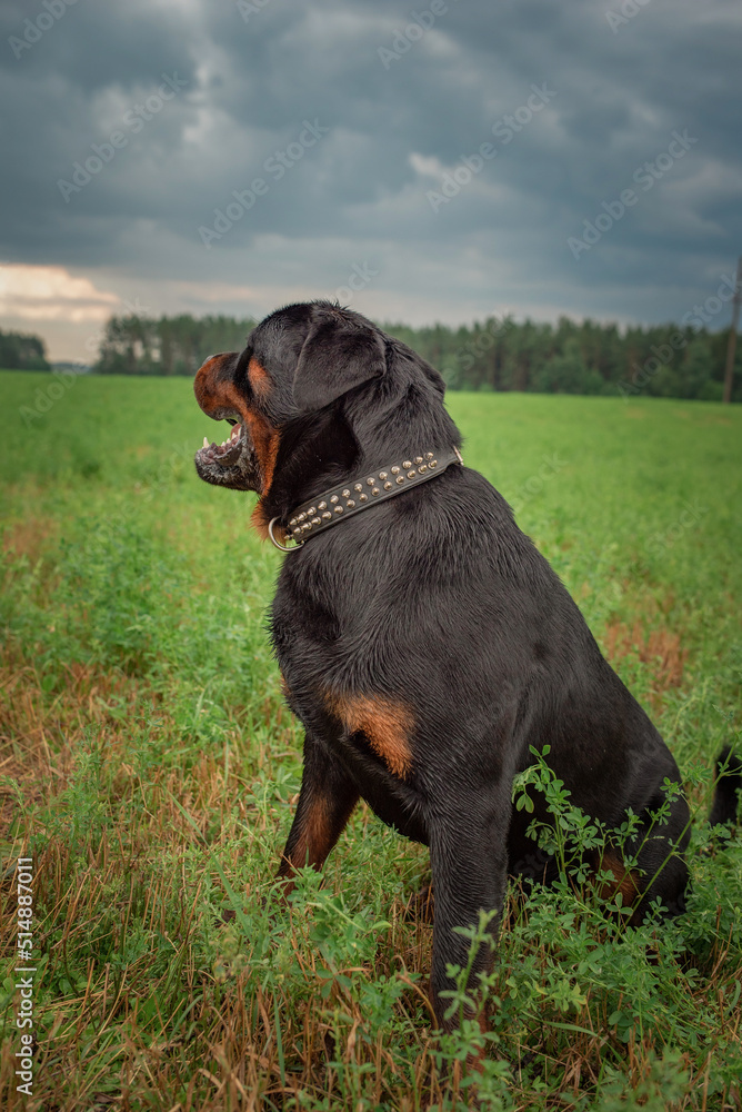 Portrait of a beautiful thoroughbred Rottweiler on a green field. Portrait of a beautiful thoroughbred Rottweiler on a green field.