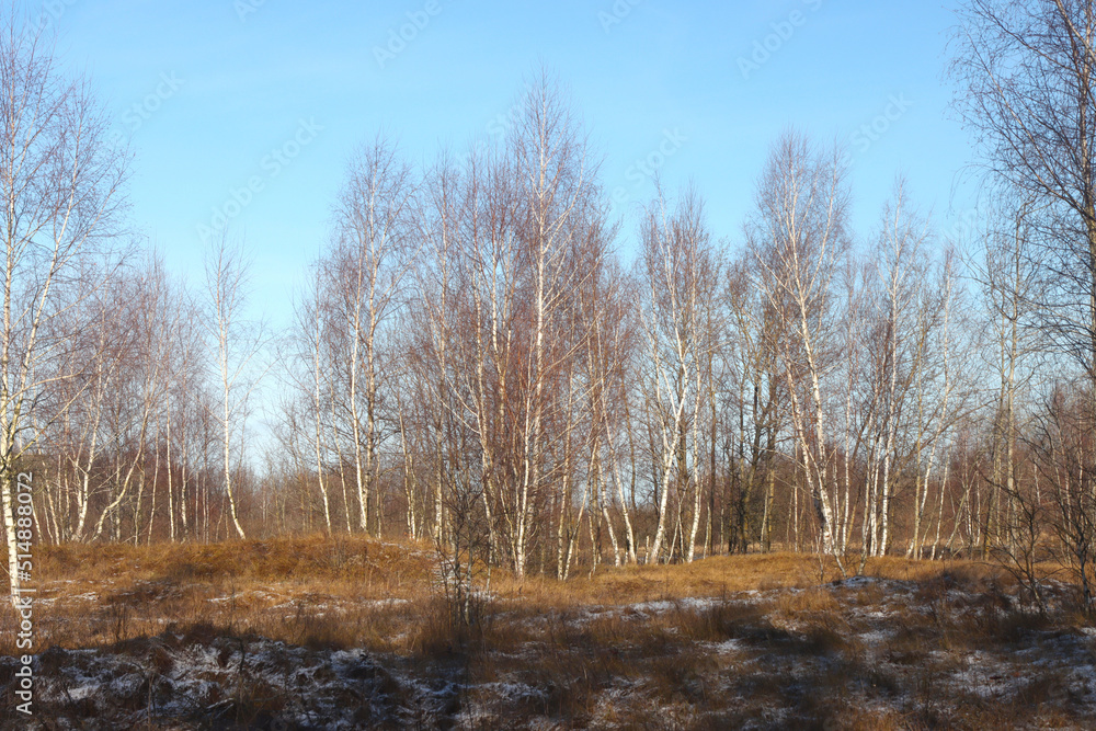 Forest in late autumn. Forest in late autumn.