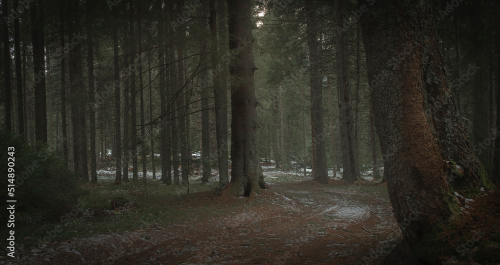 Fototapeta premium Forests photo