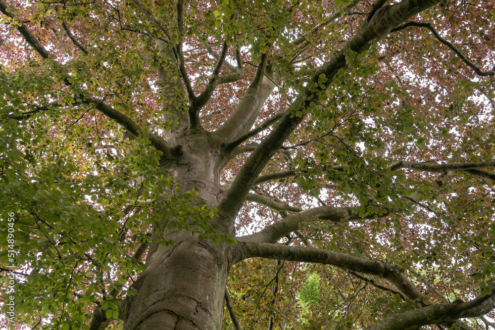 Fototapeta premium Autumn in the forest