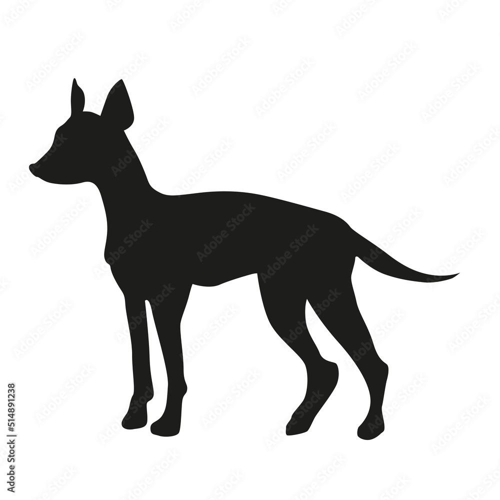 German pinscher or Doberman with uncut tail and ears black German pinscher or Doberman with uncut tail and ears black