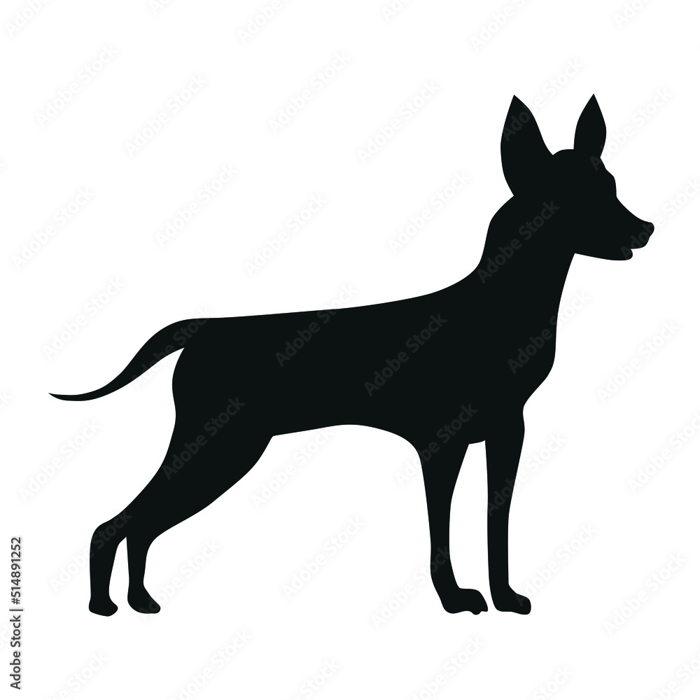 German pinscher or Doberman with uncut tail and ears black silhouette of a standing dog