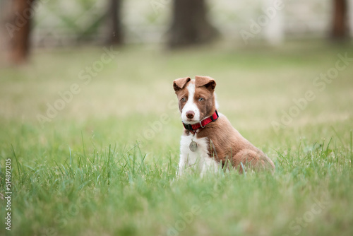 Fototapeta Naklejka Na Ścianę i Meble -  Puppy. Dog at the park. Lovely pet. Border Collie Dog on a walk.