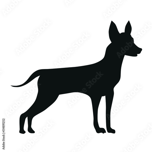 German pinscher or Doberman with uncut tail and ears black silhouette of a standing dog