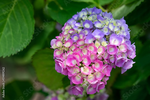 różowo fioletowa hortennsja ogrodowa, hydrangea