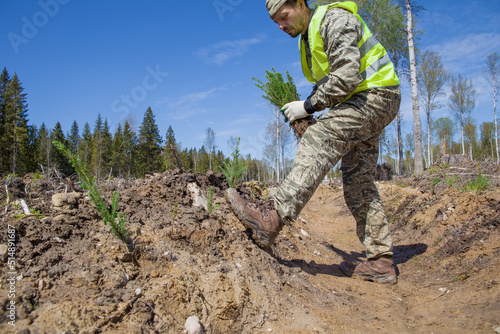 A forest worker is planting tree seedlings on the site of a felled forest.