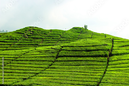 Tea Plantations. Tea Field Plantation
