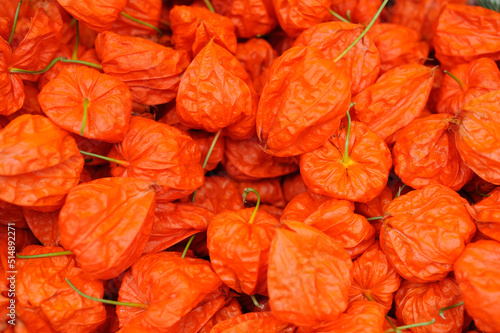 Orange Chinese lantern plants or Japanese lantern plants (hozuki, husk tomato, ground cherry, physalis alkekengi)