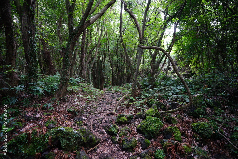 mossy rocks and old trees in wild forest mossy rocks and old trees in wild forest