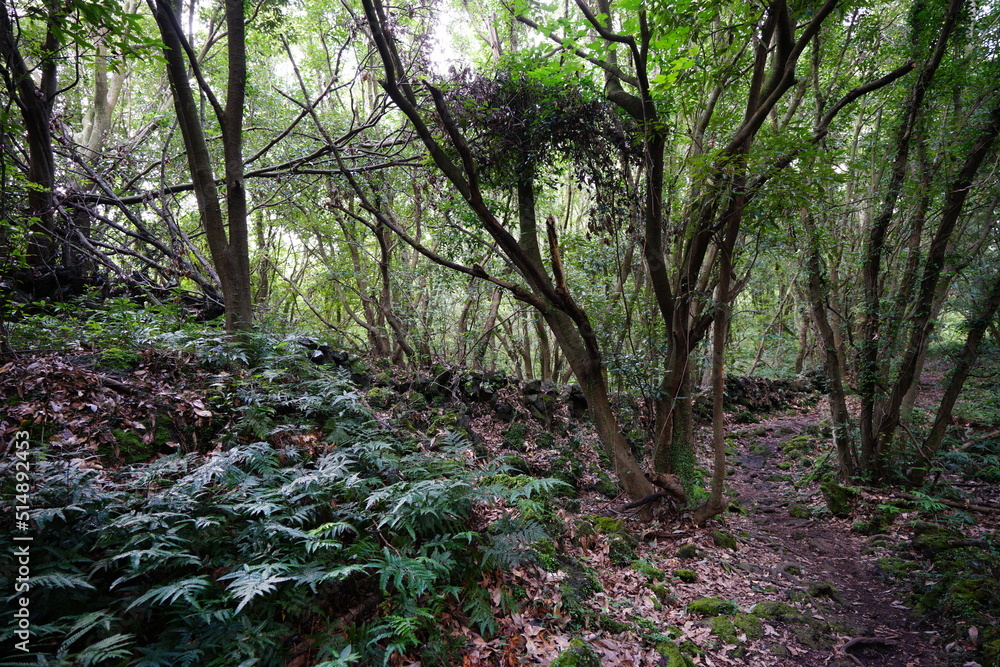 mossy rocks and old trees in wild forest mossy rocks and old trees in wild forest