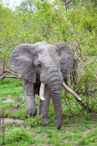 Male Elephant with big tusks walks through the Grasslands of the Kruger Park, South Africa © wayne