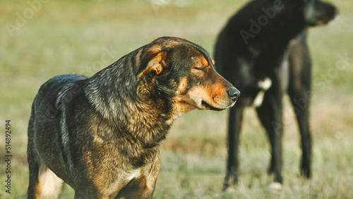 stray dog close up. homeless animals