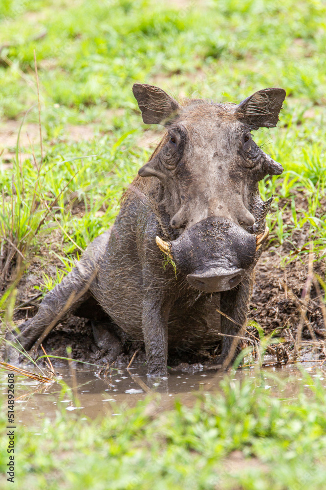 Warthog boar relaxing in the mud at a water hole in the Kruger Park, South Africa	