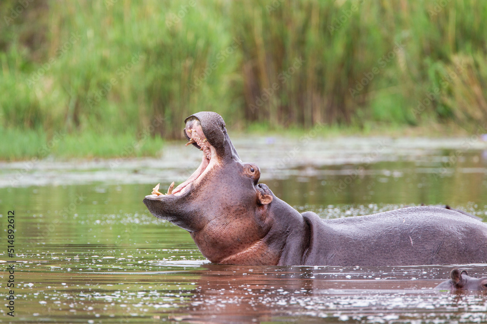 Hippos wallowing in a river in the Kruger Park, South Africa Hippos wallowing in a river in the Kruger Park, South Africa