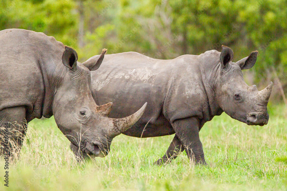 Southern White Rhino grazing on the open savannah of South Africa Southern White Rhino grazing on the open savannah of South Africa