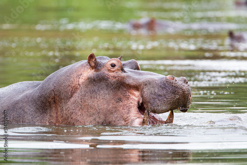 Hippos wallowing in a river in the Kruger Park, South Africa 