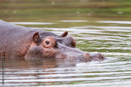 Hippos wallowing in a river in the Kruger Park, South Africa  © wayne