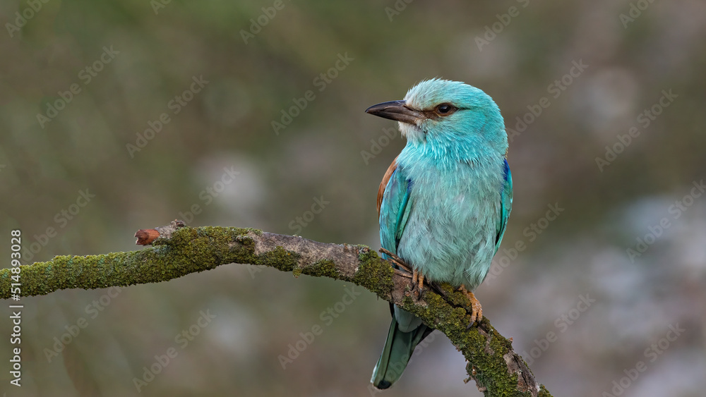 Obraz premium European Roller perched on a branch.
