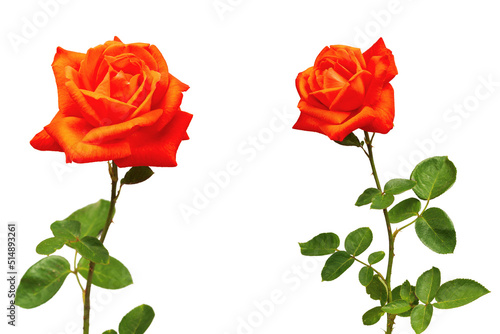 Two bright red roses isolated on white