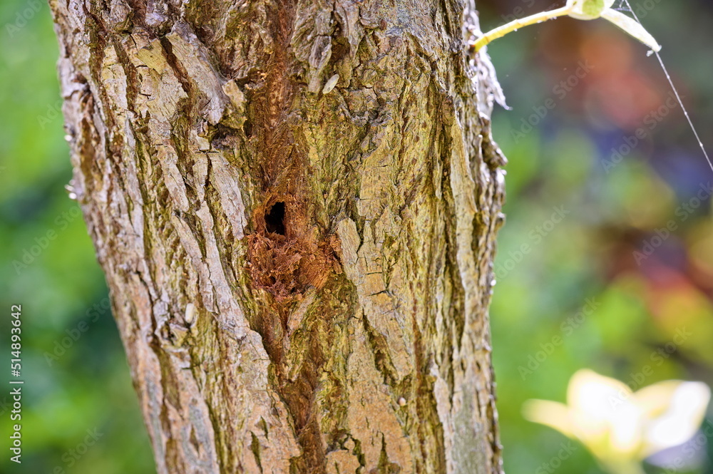 Obraz premium A hole in the bark of the tree made by pests