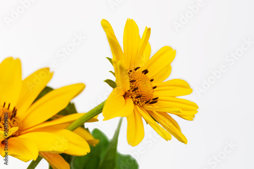 Yellow Neliorsis flowers isolated on white for decoration