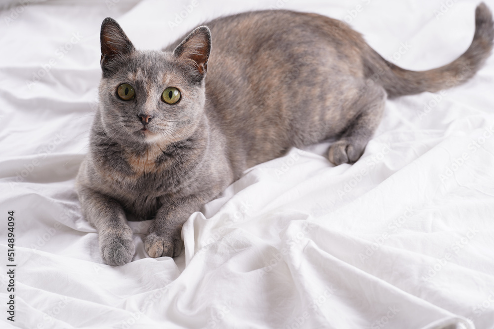 Adult european short hair cat blue tortie laying on a white bed sheets looking playfully upwards
