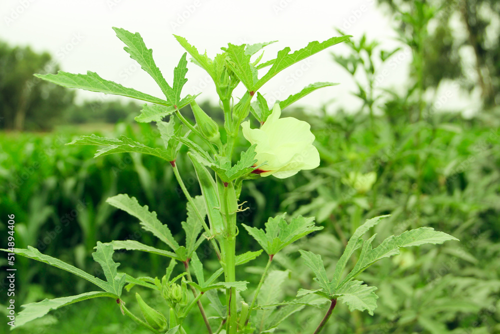 Best Health Okra Vegetable Natural Photo Best Health Okra Vegetable Natural Photo