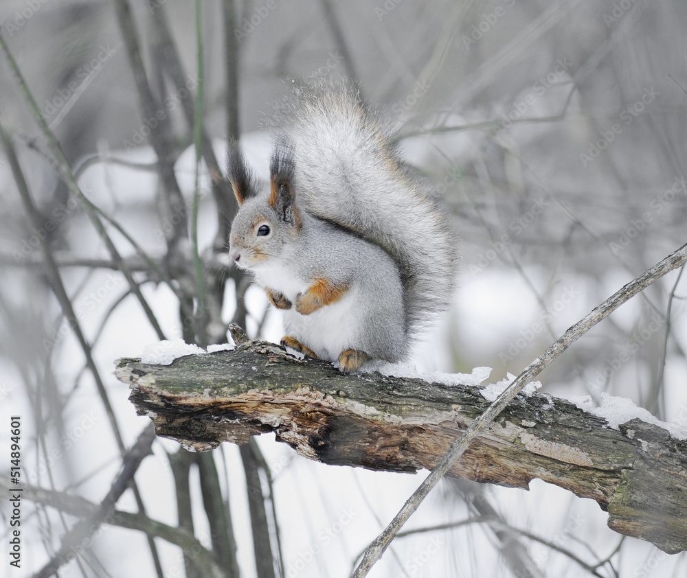 squirrel in the wild. fluffy rodant squirrel in the wild. fluffy rodant