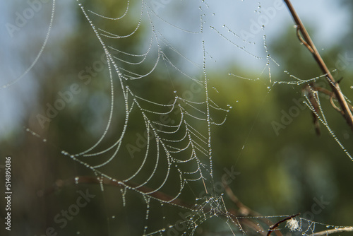 spider's web in dew drops