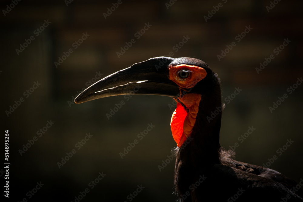 Obraz premium coffee hornbill portrait in nature photo