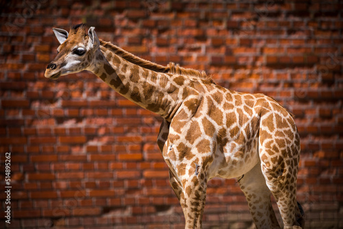 baby giraffe in zoo park