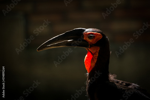 Photography coffee hornbill portrait in nature photo