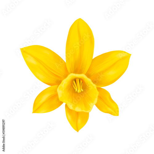 drawing flower of yelow narcissus isolated at white background , hand drawn botanical illustration