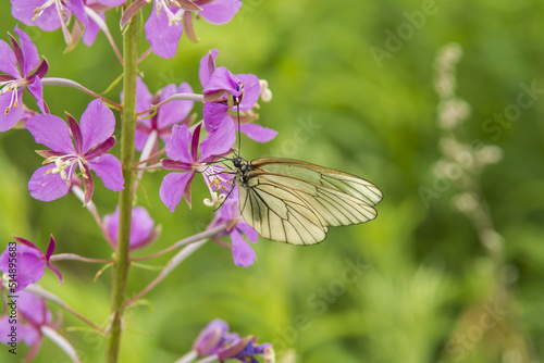 hawthorn butterfly on a flower © Алексей Линник