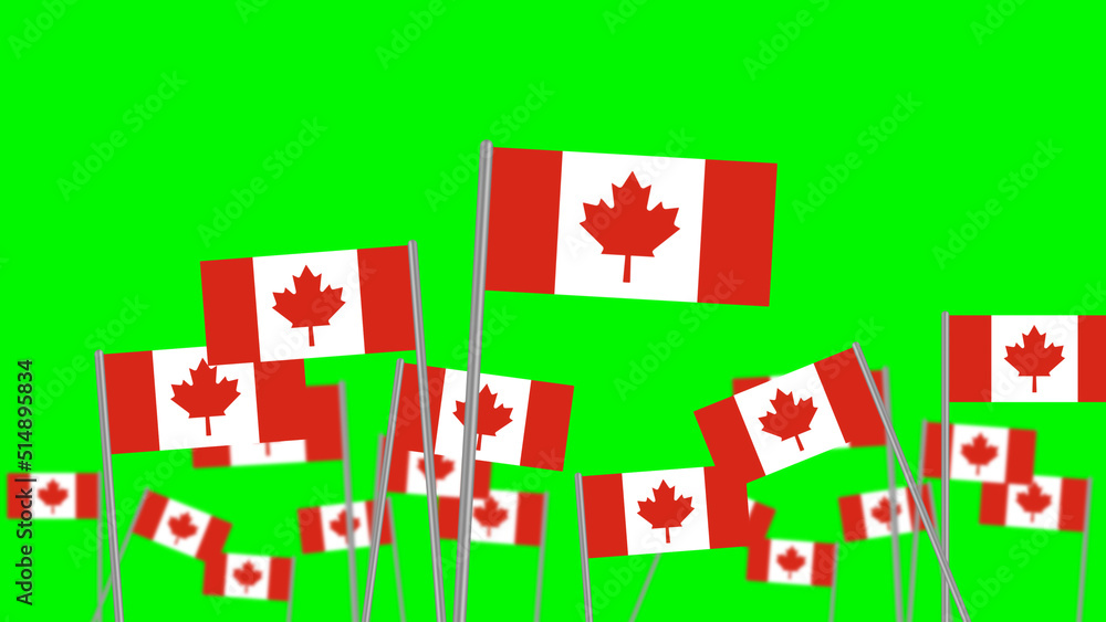 hand hold national flag of canada isolated on green background. focused on front flags animation. hand hold national flag of canada isolated on green background. focused on front flags animation.