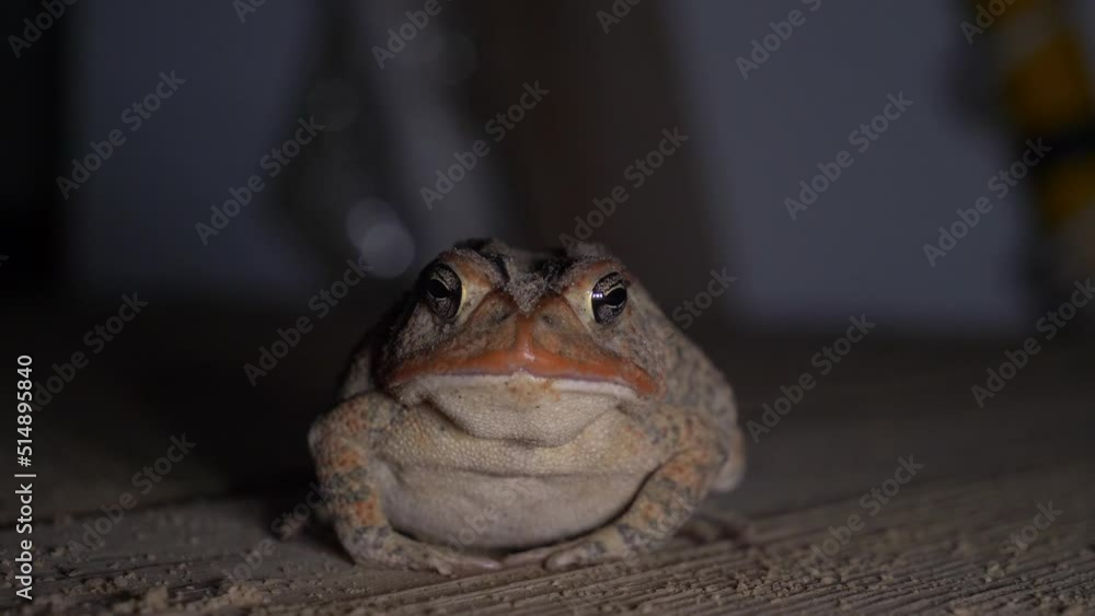 Toad Eating Insect Front close up view of a southern toad grabbing an insect to eat Stock ...