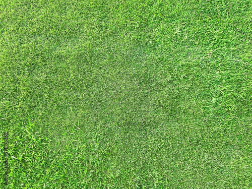 Green green lawn natural background