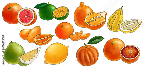 drawing citrus fruits isolated at white background  hand drawn illustration