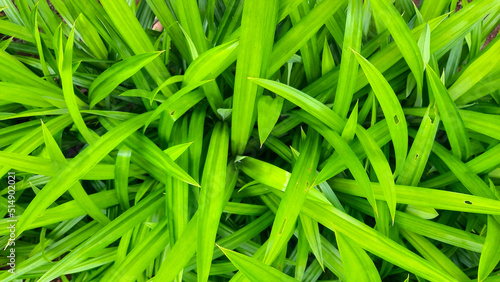 Pandan leaf plant background, smells good and can be used as natural food coloring 09