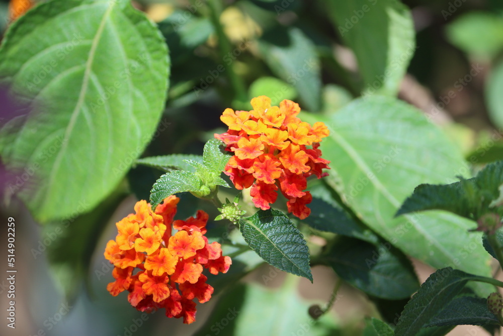 Cambodia. Lantana is a genus of about 150 species of perennial flowering plants in the verbena family, Verbenaceae. Their common names are shrub verbenas or lantanas. Cambodia. Lantana is a genus of about 150 species of perennial flowering plants in the verbena family, Verbenaceae. Their common names are shrub verbenas or lantanas.