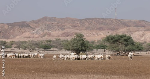 Herd of Scimitar oryx antelope at a wildlife conservation park in Abu Dhabi, United Arab Emirates photo