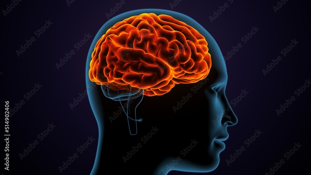 Obraz premium 3d illustration of human female body organ(brain) anatomy.