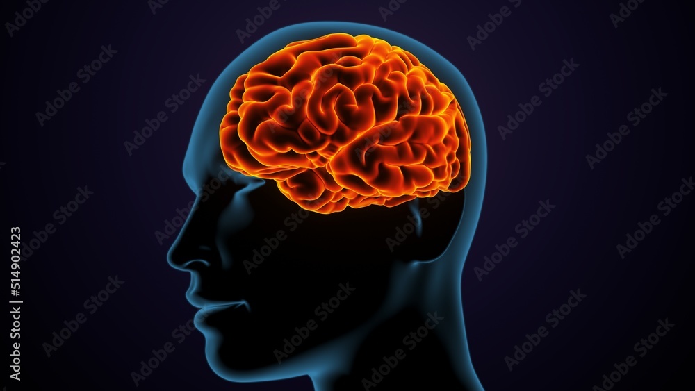 Obraz premium 3d illustration of human female body organ(brain) anatomy.