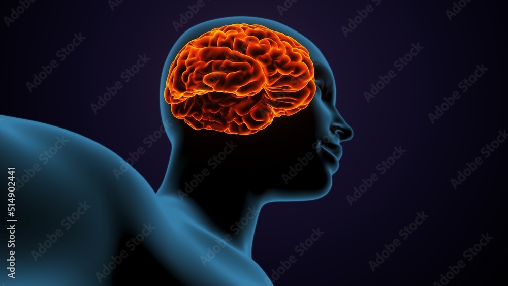 Fototapeta premium 3d illustration of human female body organ(brain) anatomy.